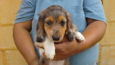 DE VITA KENNEL - Dachshund P Longo BRANCO PIEBALD