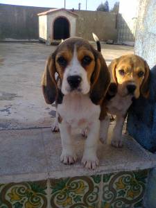 beagle ninhada