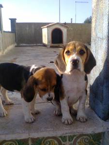 beagle ninhada