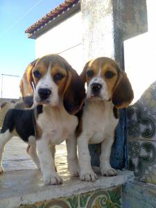 beagle ninhada