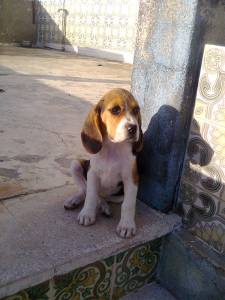 beagle ninhada