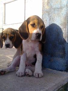 beagle ninhada