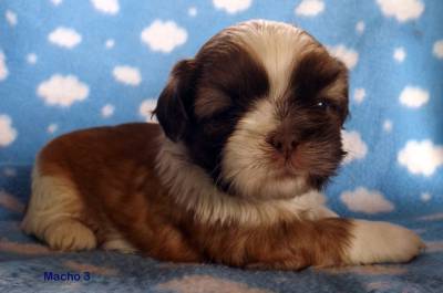 Shih Tzu