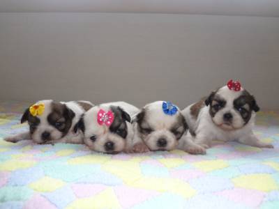 Yorkshire e Shih Tzu