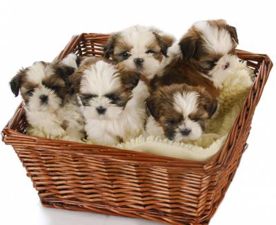 Yorkshire e Shih Tzu