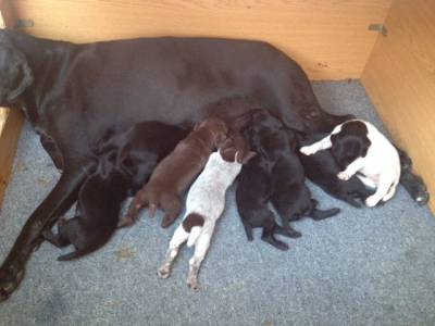 cachorros braco alemo para venda