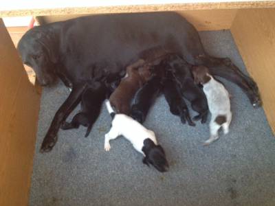 cachorros braco alemo para venda