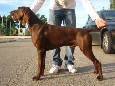 cachorros braco alemo para venda