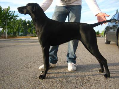 cachorros braco alemo para venda