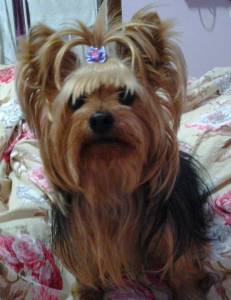 FILHOTE DE YORKSHIRE TERRIER