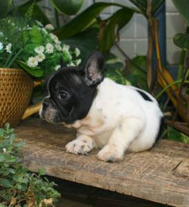 BULLDOG FRANCES