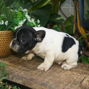 BULLDOG FRANCES
