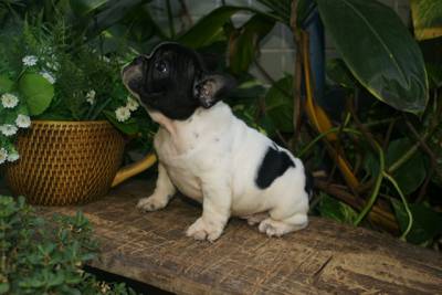 BULLDOG FRANCES