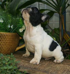 BULLDOG FRANCES