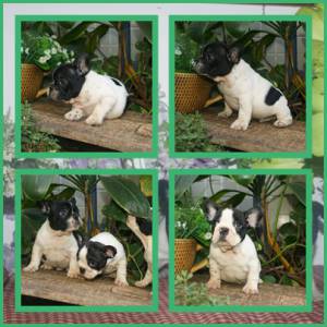 BULLDOG FRANCES