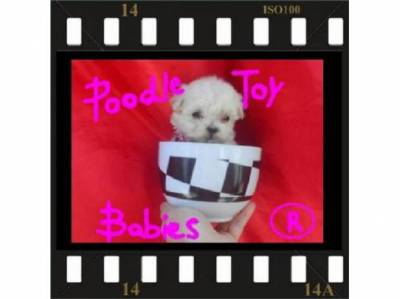 LOVPUPPIESKENNEL ESPECIALIZADO POODLE MICRO E TOY