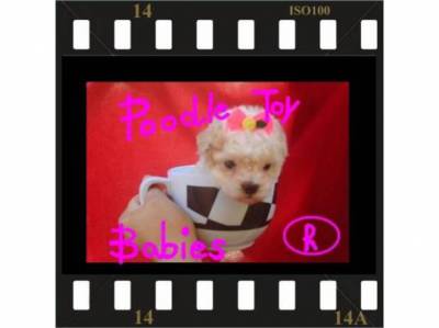 LOVPUPPIESKENNEL ESPECIALIZADO POODLE MICRO E TOY