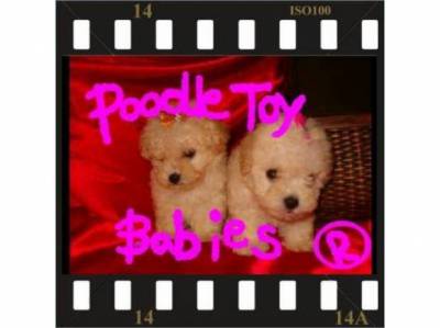 LOVPUPPIESKENNEL ESPECIALIZADO POODLE MICRO E TOY