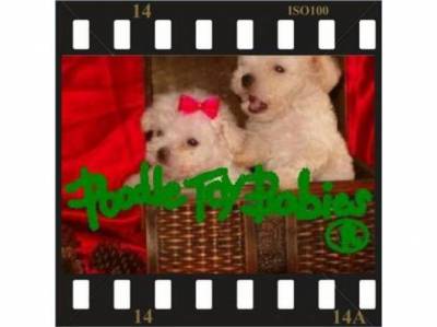 LOVPUPPIESKENNEL ESPECIALIZADO POODLE MICRO E TOY