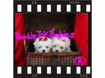 LOVPUPPIESKENNEL ESPECIALIZADO POODLE MICRO E TOY