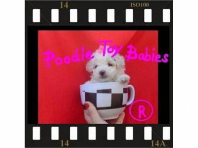 SOMENTE POODLE MICRO E POODLE TOY LOVPUPPIESKENNEL