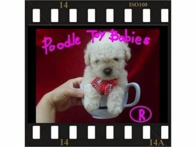 SOMENTE POODLE MICRO E POODLE TOY LOVPUPPIESKENNEL