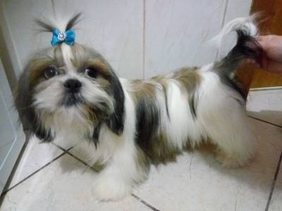 Shih-tzu