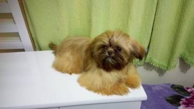 Shih-tzu