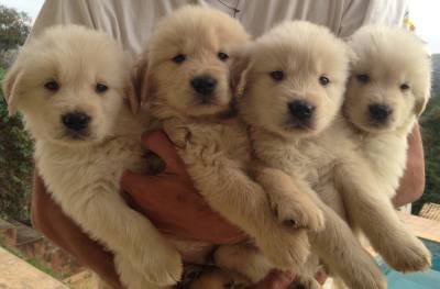 Maravilhosos Filhotes de Golden Retriever-Pedigree