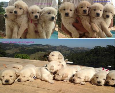 Maravilhosos Filhotes de Golden Retriever-Pedigree