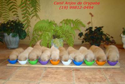 Maravilhosos Filhotes de Golden Retriever-Pedigree