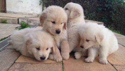 Maravilhosos Filhotes de Golden Retriever-Pedigree