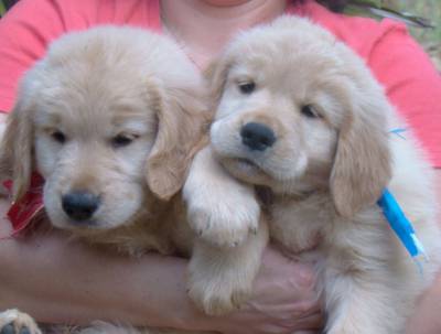 Maravilhosos Filhotes de Golden Retriever-Pedigree