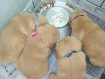 Maravilhosos Filhotes de Golden Retriever-Pedigree