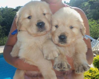 Maravilhosos Filhotes de Golden Retriever-Pedigree