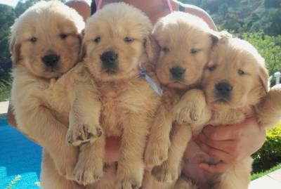 Maravilhosos Filhotes de Golden Retriever-Pedigree