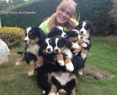 Filhotes de Bernese Mountain - Todos com Pedigree