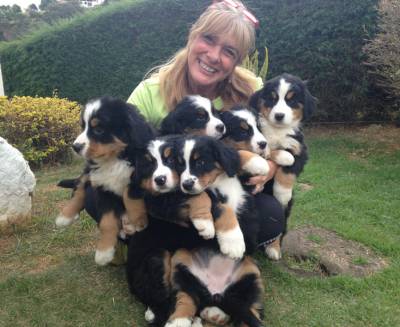 Filhotes de Bernese Mountain - Todos com Pedigree