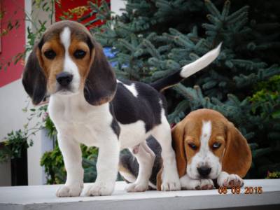 BEAGLES com LOP