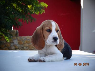 BEAGLES com LOP