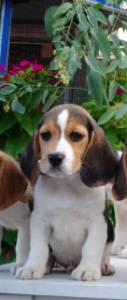 BEAGLES com LOP