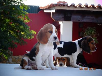 BEAGLES com LOP