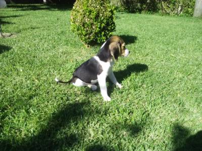 Cadelas Beagle EXCELENTES