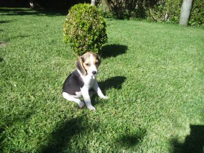 Cadelas Beagle EXCELENTES