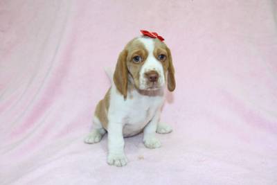 BEAGLE FEMEA BICOLOR