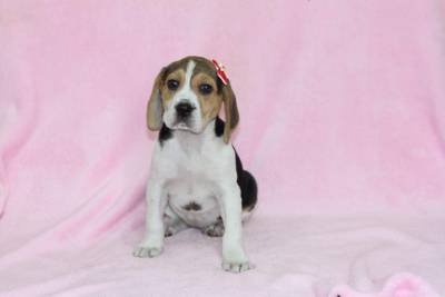 Beagle Femea Tricolor