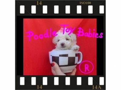 LOVPUPPIES KENNEL ESPECIALIZAD POODLE MICRO E TOY