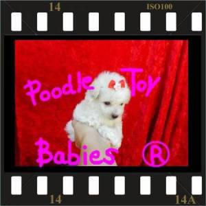 LOVPUPPIES KENNEL ESPECIALIZAD POODLE MICRO E TOY