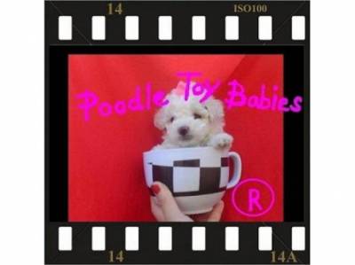 CANIL DE POODLE MICRO E TOY LOVPUPPIESKENNEL