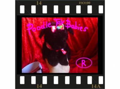 CANIL DE POODLE MICRO E TOY LOVPUPPIESKENNEL